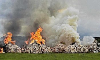 Flames engulf tons of African elephant ivory and rhino horns during a protest at Nairobi National Park. (Courtesy of independent.co.uk/us)