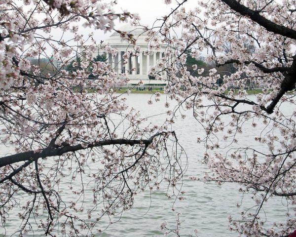 **FILE** The splendor of D.C.'s cherry blossoms (Shevry Lassiter/The Washington Informer)