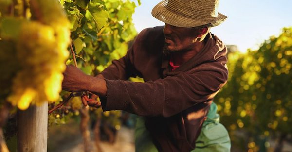 The loss of Black farmland has had a profound impact on rural black communities, which today suffer from severe economic challenges, among them a poverty rate twice that of rural white communities. (iStockphoto/NNPA)