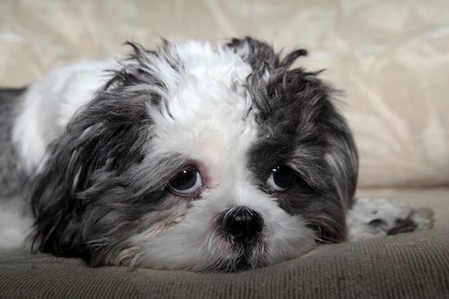 Veterinarians have not determined whether pets can develop COVID-19. (Shevry Lassiter/The Washington Informer)