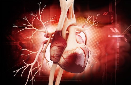 The human heart (Courtesy photo)
