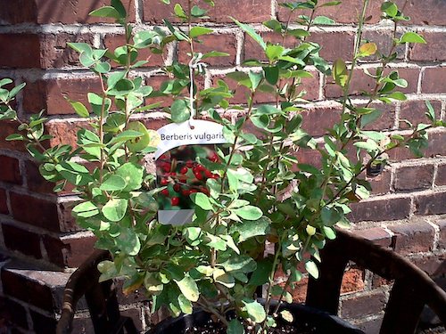 Entheogenic plants are being used to ease mental problems. (Courtesy photo)