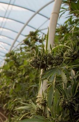Recreational cannabis could be a main topic when the Maryland General Assembly reconvenes on Jan. 12. (Courtesy of Institute on Taxation and Economic Policy)