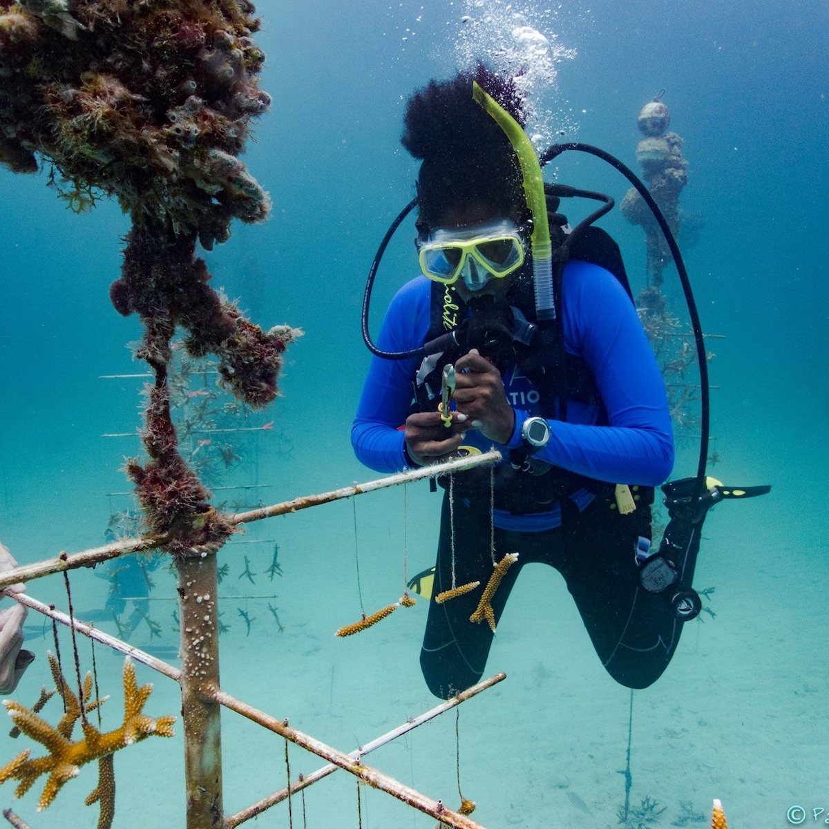 Certified diver Andrea R. Williams, national vice president of the National Association of Black Scuba Divers (NABS), hangs coral reef fragments during a dive with the Coral Restoration Foundation Nursery in July 2019 in Key Largo, Fla. (Courtesy of Patti Kirk Gross)