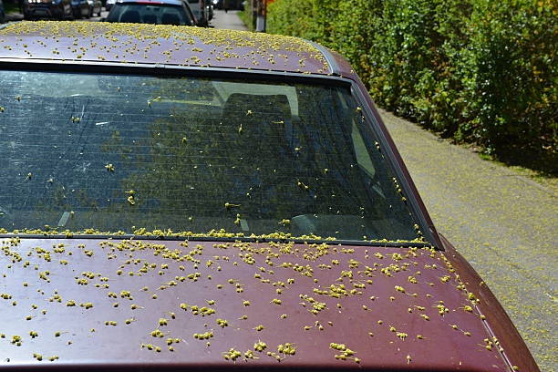 A car covered in pollen dust (Courtesy of Carwash Country)