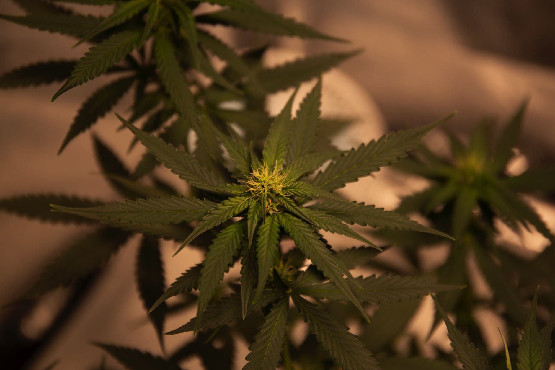 green cannabis plant