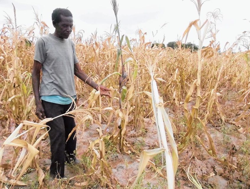 **FILE** Igoma farmer in Mwanza region, Pastory Makoye shows dry maize at a field following rain shortages in the region.