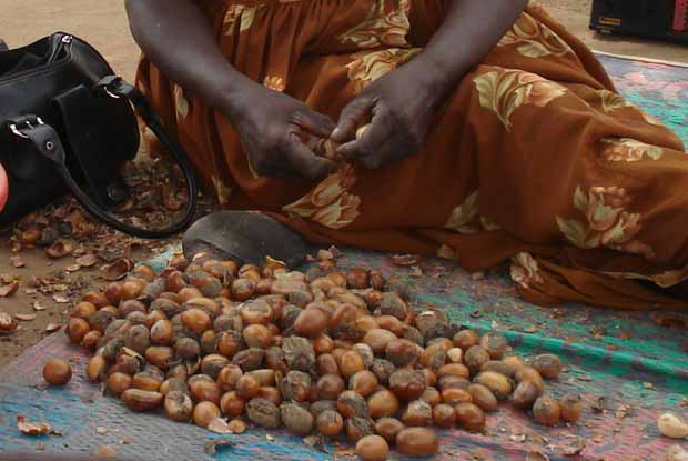 Shea, due to its numerous benefits, is known as Women’s Gold in Africa. It is considered sacred because of the bounty of goodness it can do for skin, hair, beauty and health. (Courtesy photo)