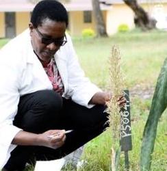 Dr. Nedovota Mollel looks at a new plant discovered in Arusha. (Courtesy photo)