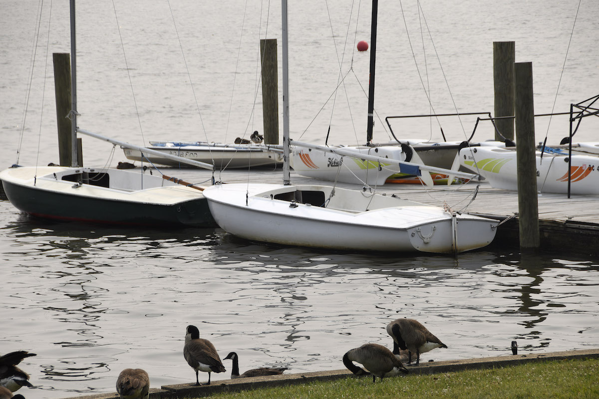 Geese at the Washington Sailing Marina on Daingerfield Island in Alexandria (Robert R. Roberts/The Washington Informer)