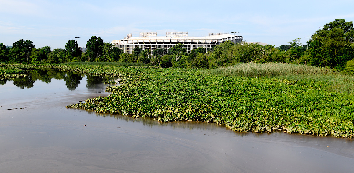The Anacostia River from Kingman Island, near RFK Stadium in Washington, D.C. (Robert R. Roberts/The Washington Informer)