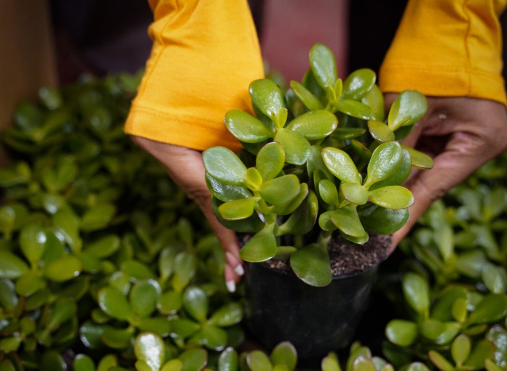 Grounded is an online plant store founded by Mignon Hemsley and Danuelle Doswell. (Courtesy photo)