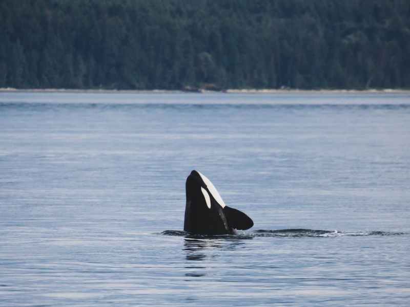 orca in body of water