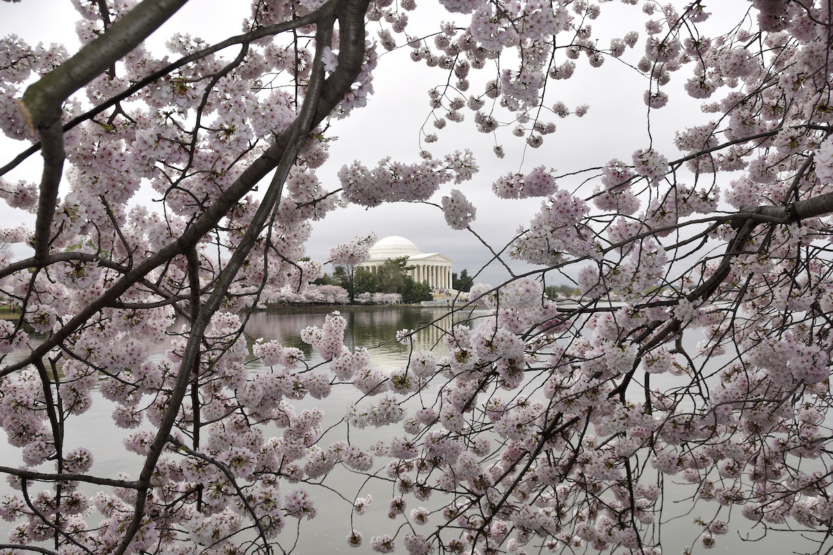 **FILE** Cherry blossoms by the Tidal Basin (Robert R. Roberts/The Washington Informer)