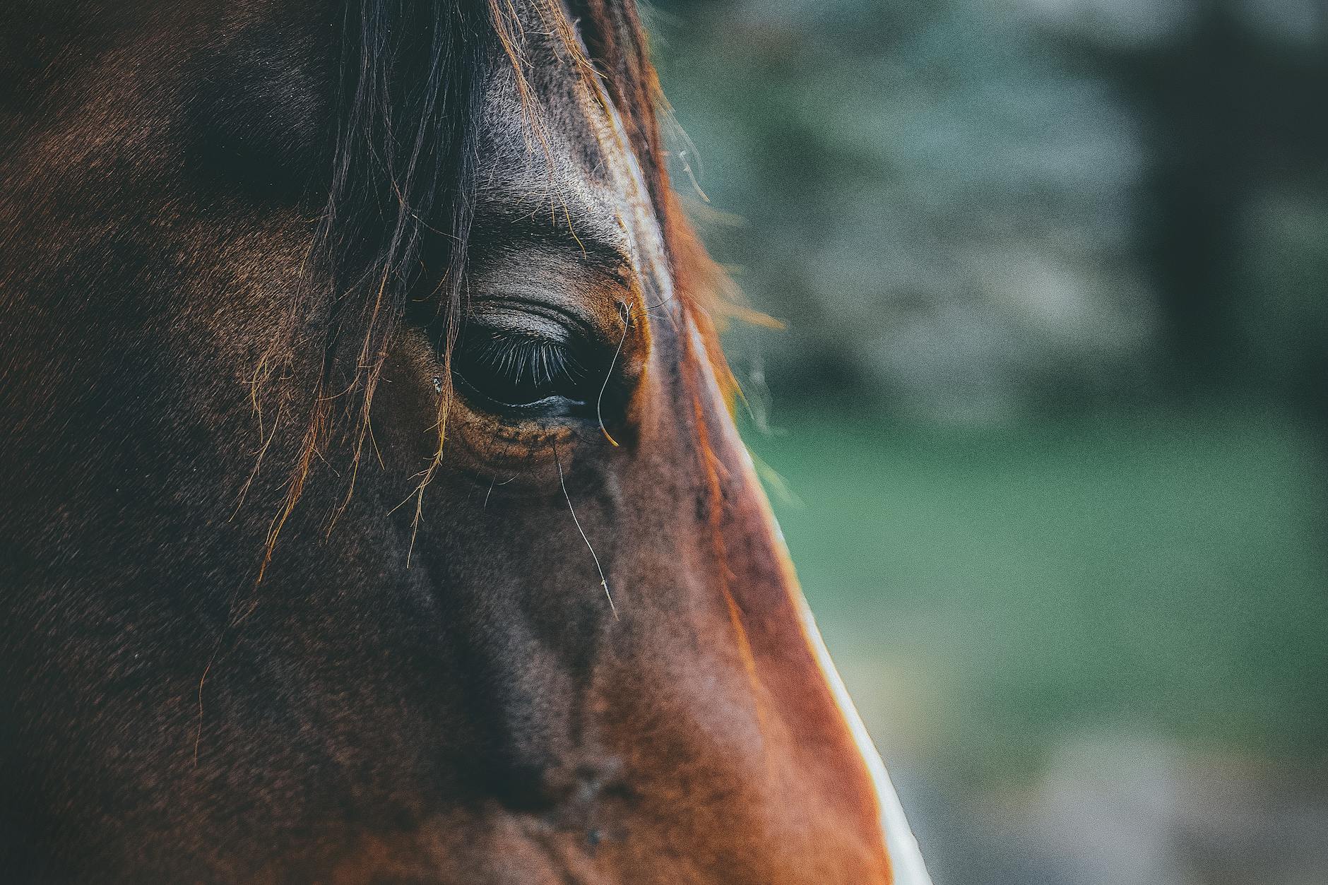 brown horse in close up photography