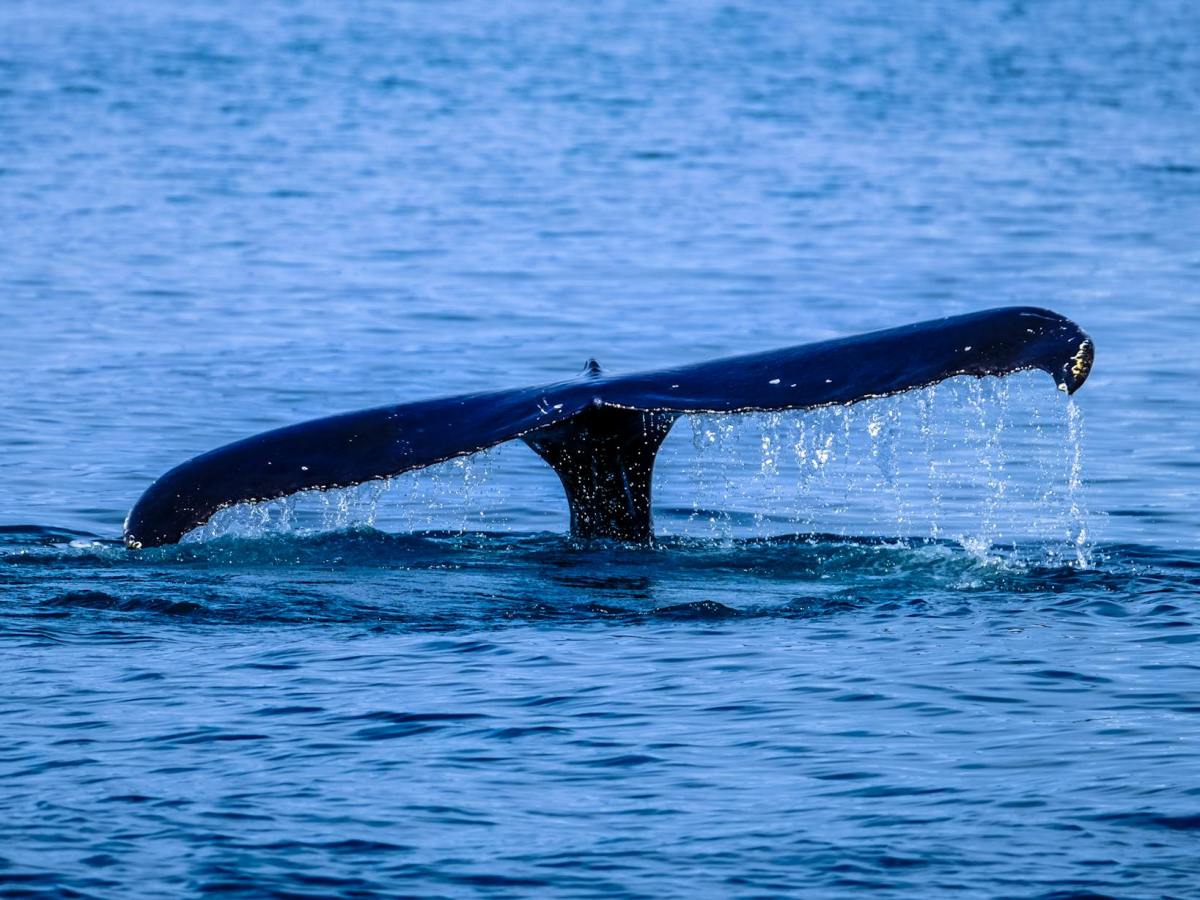 photo of whale tail surfaces above water