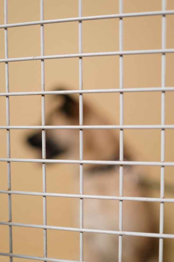 blurred image of a dog in a cage