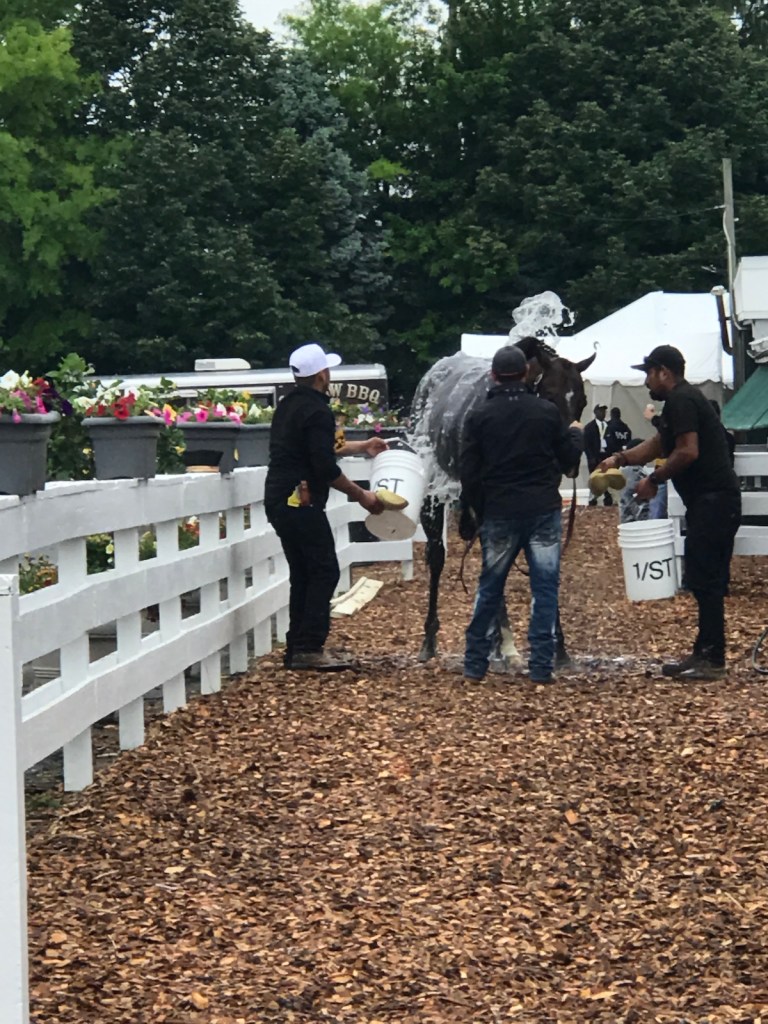 A horse is groomed as part of Preakness 149 at s Pimlico Race Course, located in Baltimore’s Park Heights neighborhood. (Micha Green/The Washington Informer)