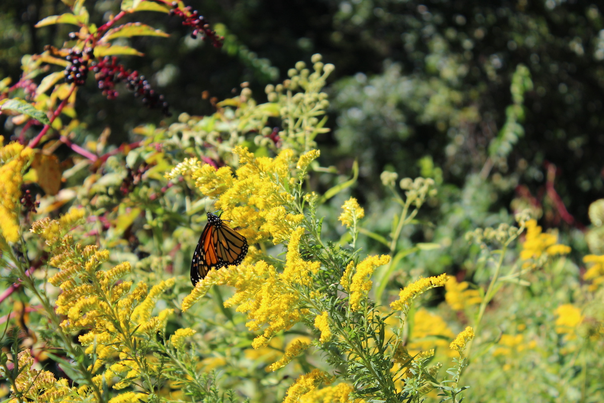 A butterfly lands on some goldenrod, one of the flowers native to the D.C. area that DMV student groups planted as part of the first Wild Visions Habitat Creation Challenge hosted by Garden for Wildlife. (Courtesy of Trisha Singh/Garden for Wildlife)